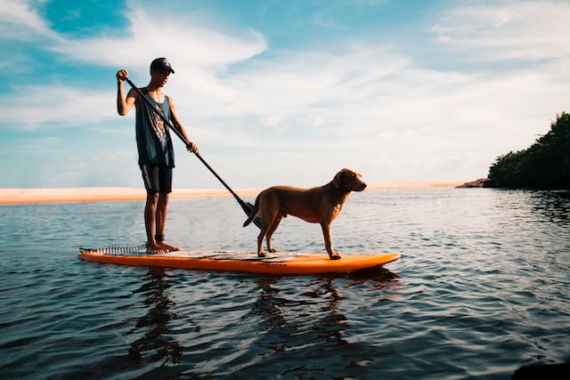 person and dog riding on kayak